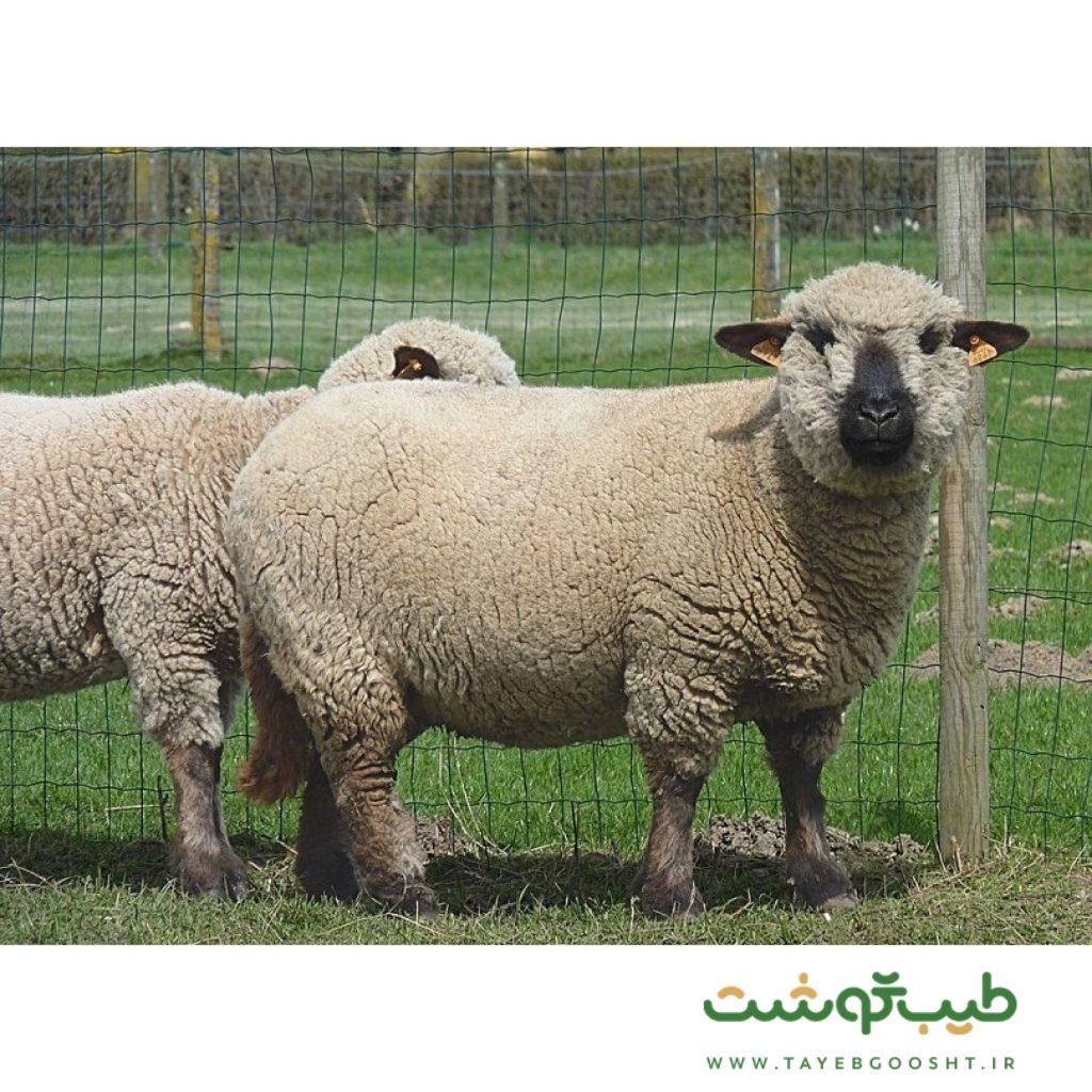 قیمت لاشه گوسفندی