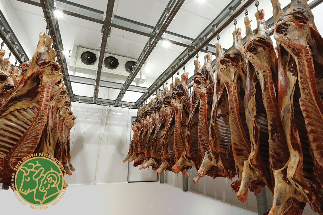 مراحل تهیه لاشه گوشت در کشتارگاه 