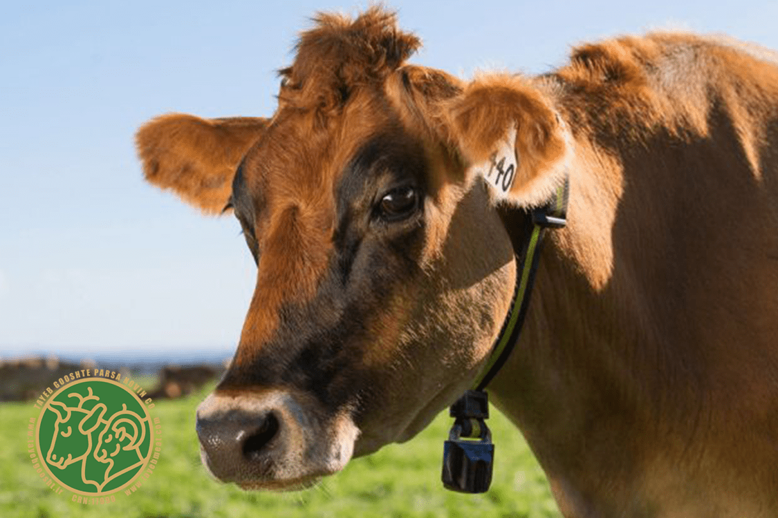 چطور گوشت گاو سالم را تشخیص دهیم 