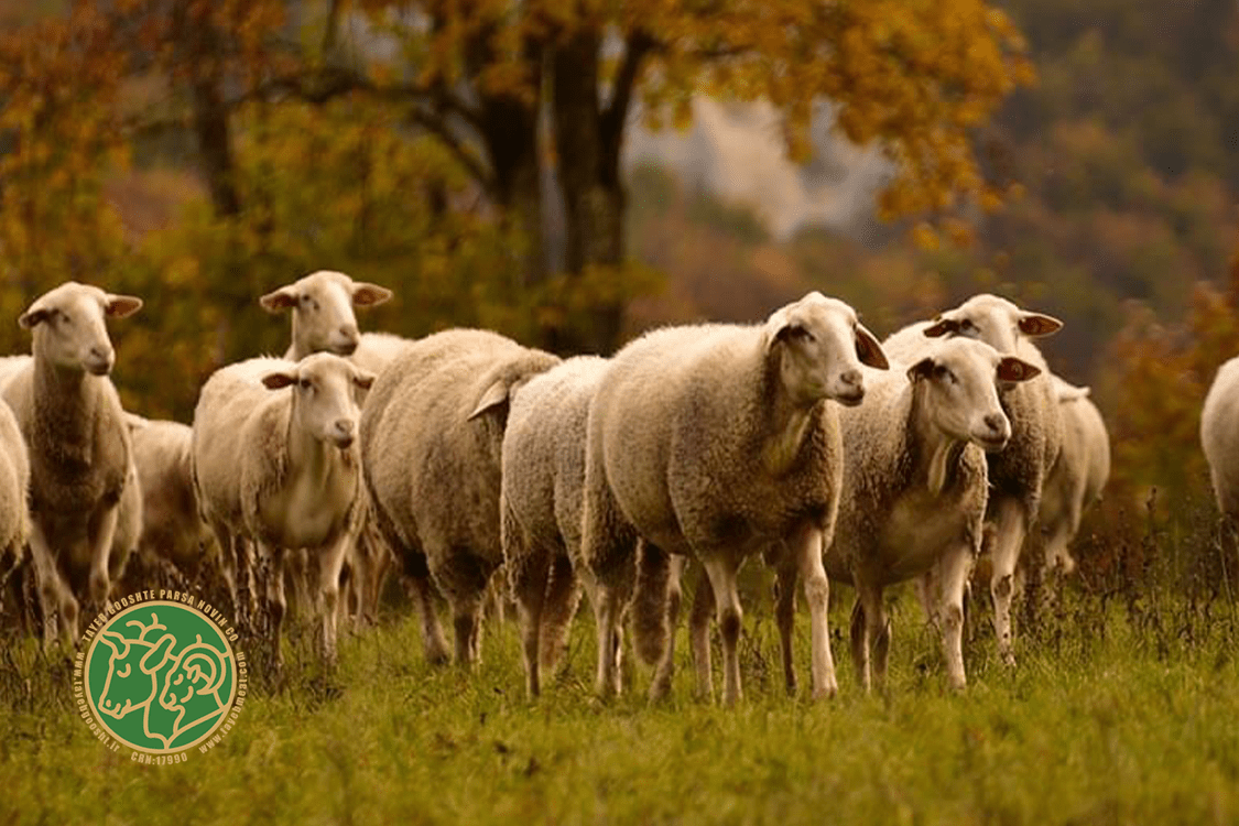بررسی گوشت تازه گوسفندی