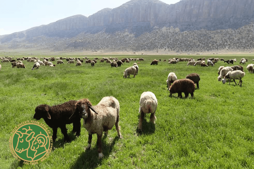 گوشت گوسفند ایرانی